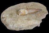Fossil Plesiosaur (Zarafasaura) Tooth In Rock - Morocco #70297-2